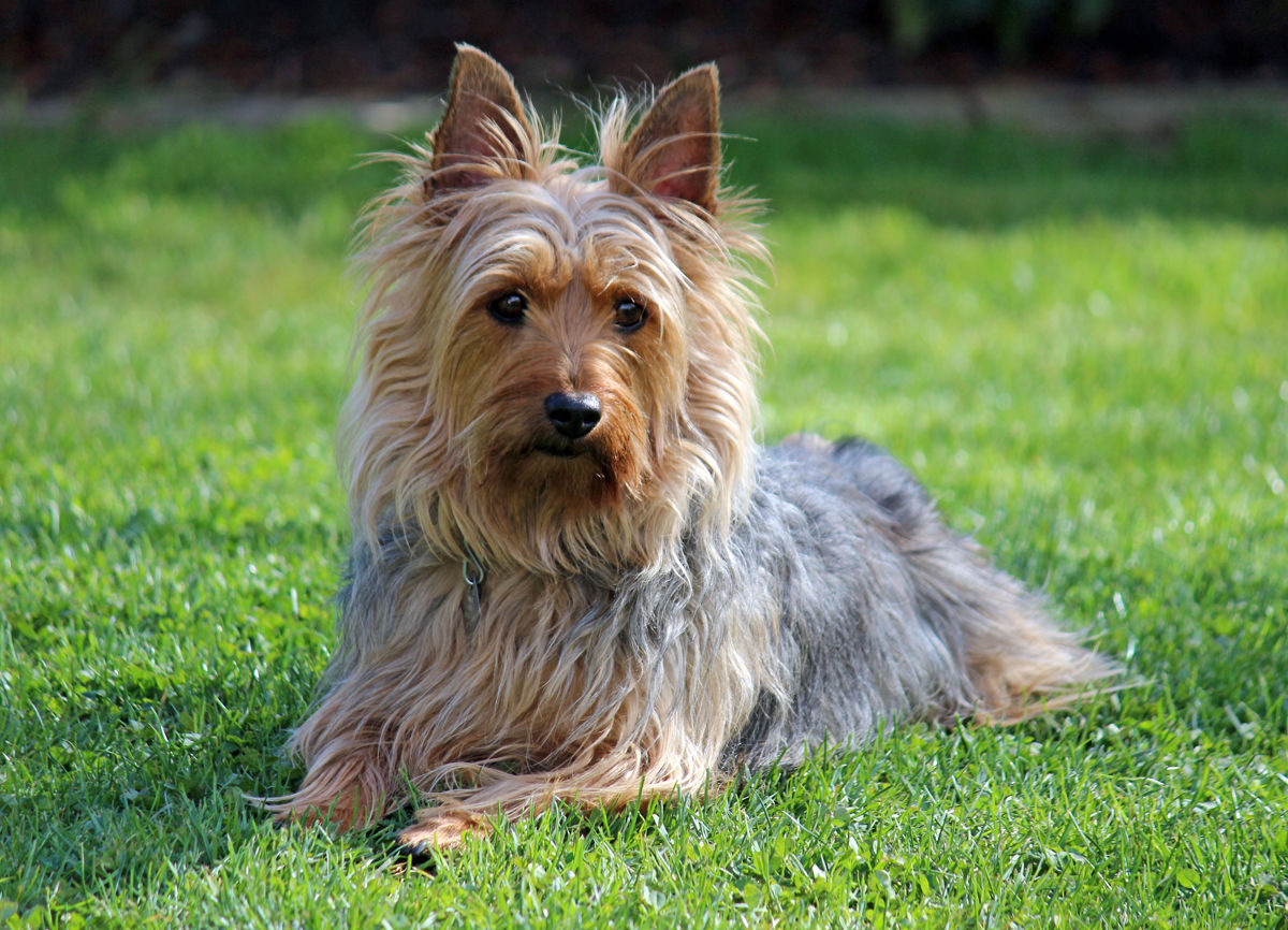 Silky Terrier